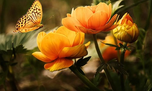 Opening of The Sensory Garden