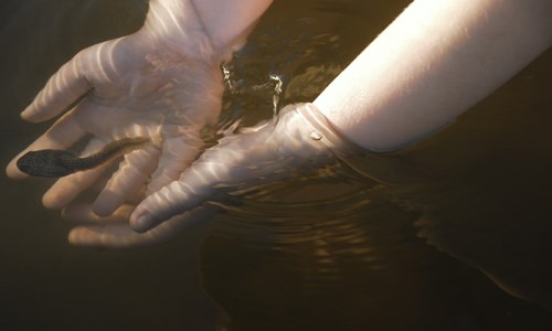 Pond Dipping at the Boardwalk